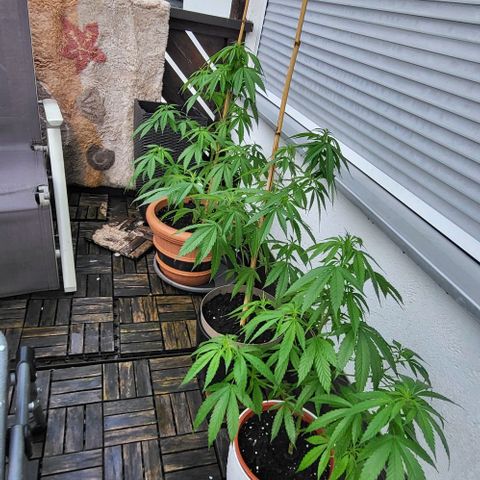 Watermelon Jam growlog timeline photo