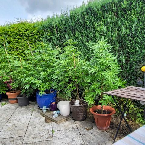 Watermelon Jam growlog photo: Erste kleine weiße Härchen, blüte beginnt