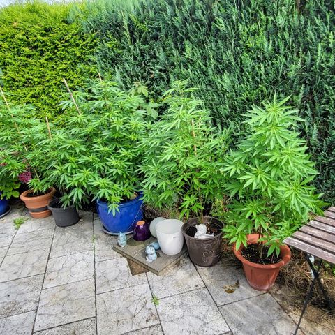 Watermelon Jam growlog photo: Erste kleine weiße Härchen, blüte beginnt
