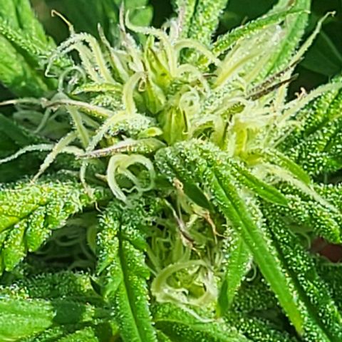 Watermelon Jam growlog timeline photo