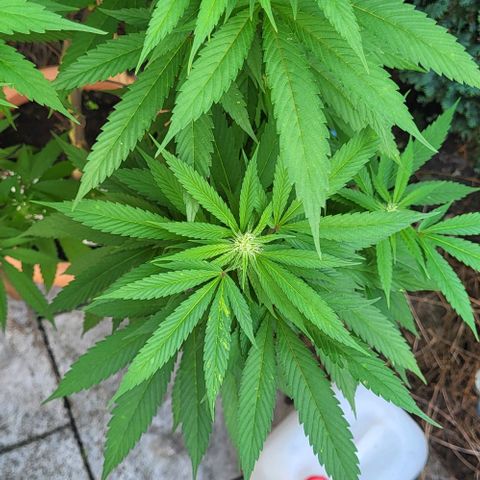Watermelon Jam growlog timeline photo