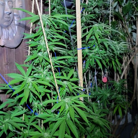 Watermelon Jam growlog timeline photo