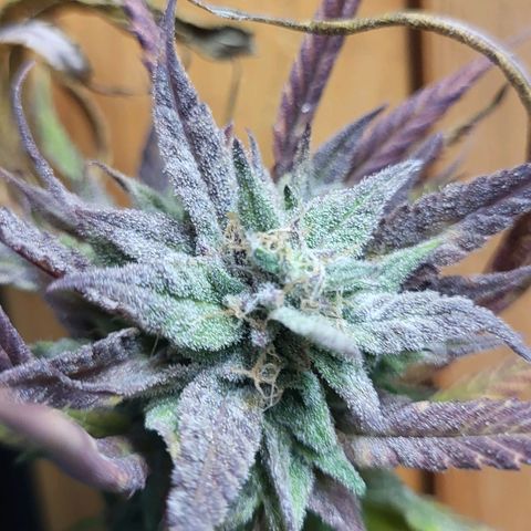 Watermelon Jam growlog timeline photo