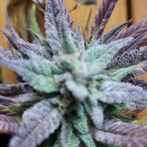 Watermelon Jam growlog timeline photo