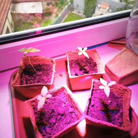 Gelato Auto growlog photo: Wechsel zwischen Fenster und Abstellkammer mit UV Lampe 