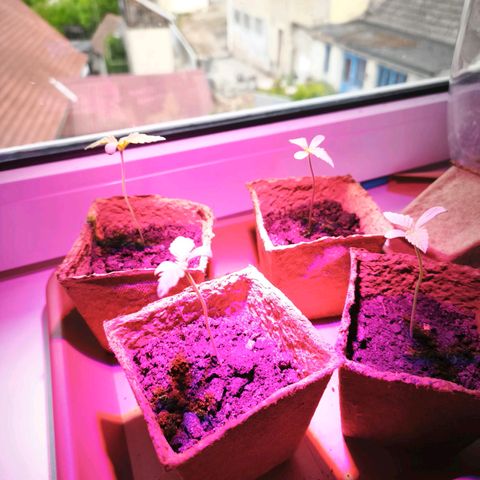 Gelato Auto growlog photo: Wechsel zwischen Fenster und Abstellkammer mit UV Lampe 
