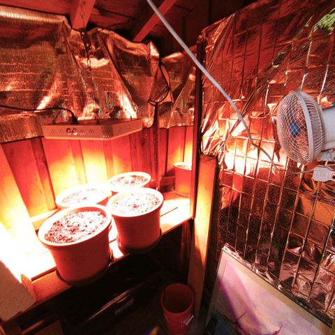 Gelato Auto growlog photo: Umgetopft in Endtopf, Standort Hütte mit Growlampe 