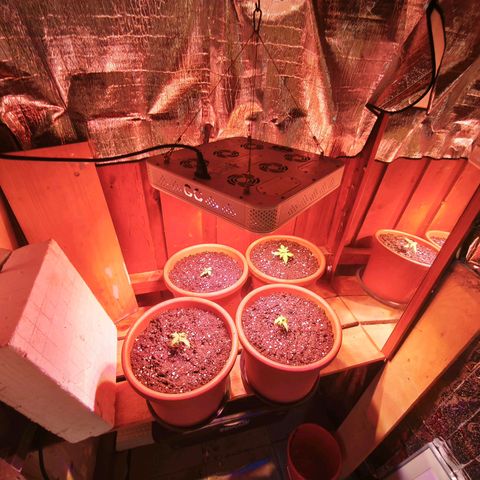 Gelato Auto growlog photo: Umgetopft in Endtopf, Standort Hütte mit Growlampe 