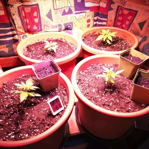 Gelato Auto growlog timeline photo