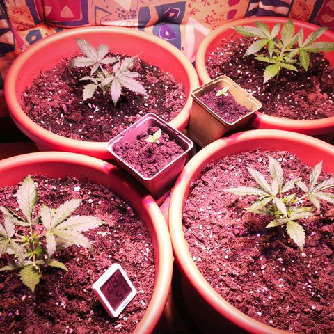 Gelato Auto growlog photo: Topping