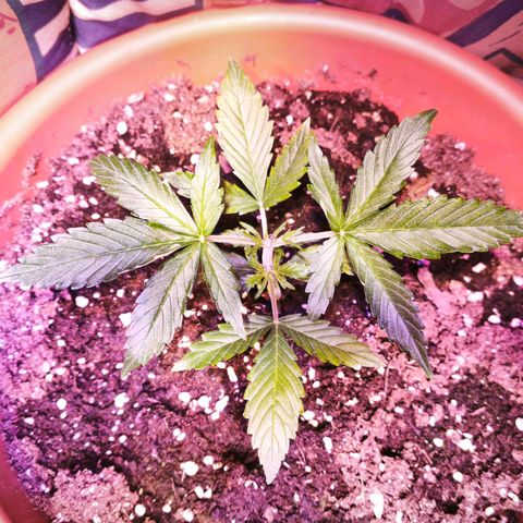 Gelato Auto growlog photo: Topping