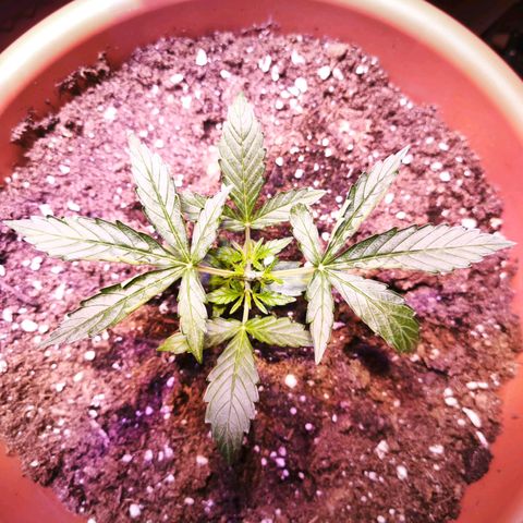 Gelato Auto growlog photo: Topping