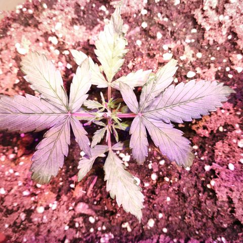 Gelato Auto growlog photo: Topping