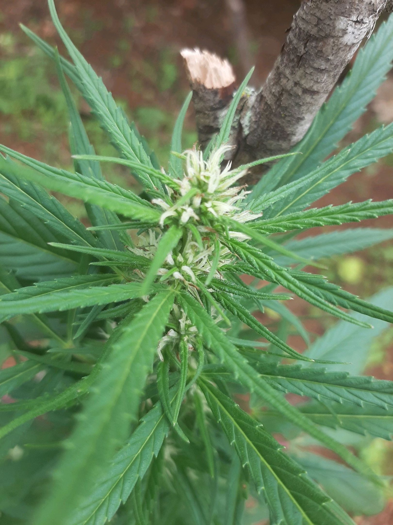 Mary growlog header