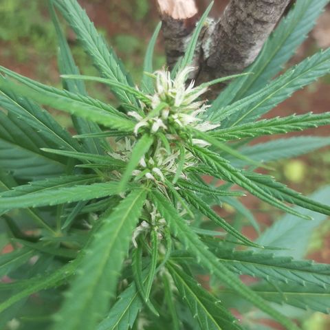 Mary growlog photo