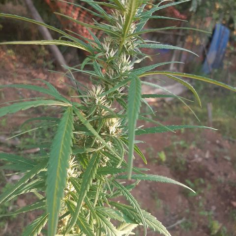 Mary growlog photo