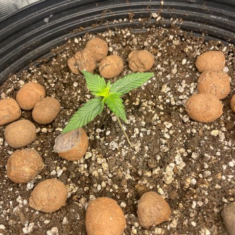 GSC01 Maria growlog timeline photo