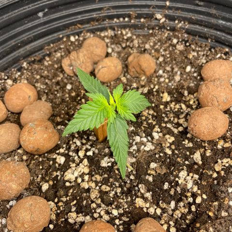 GSC01 Maria growlog photo: Caule muito fraco pras folhas que estão nascendo