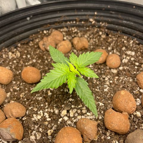 GSC01 Maria growlog photo: Estabilizada. 