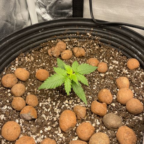 GSC01 Maria growlog timeline photo