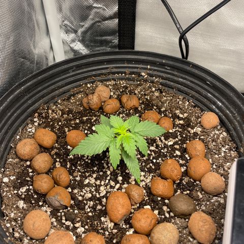 GSC01 Maria growlog timeline photo