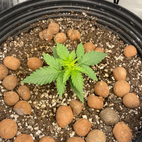 GSC01 Maria growlog photo: Acordou simplesmente linda!