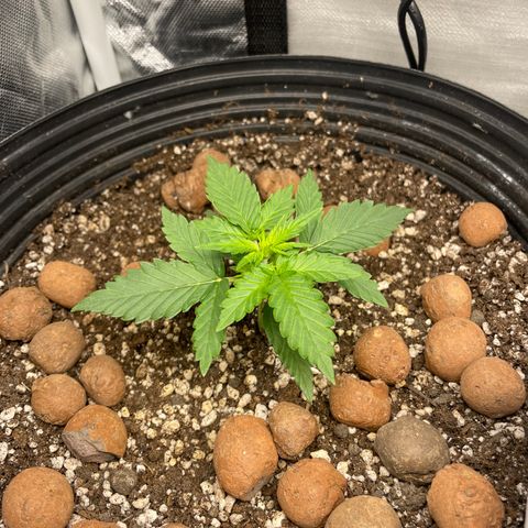 GSC01 Maria growlog timeline photo