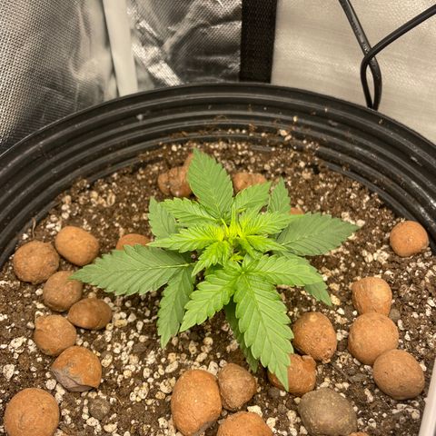 GSC01 Maria growlog timeline photo