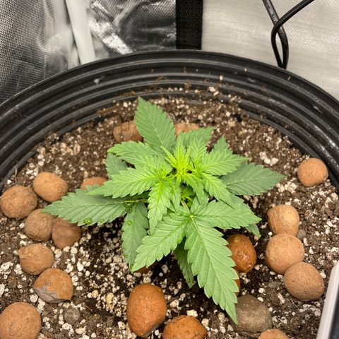 GSC01 Maria growlog timeline photo