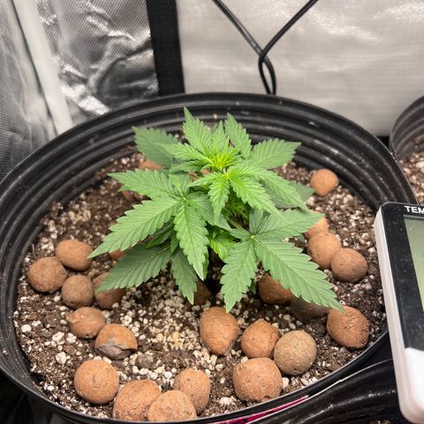 GSC01 Maria growlog timeline photo