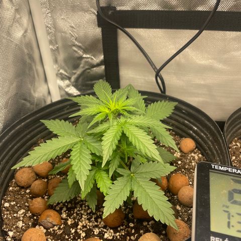 GSC01 Maria growlog timeline photo
