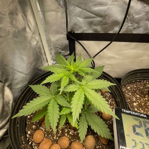 GSC01 Maria growlog photo: Começaram a aparecer os pistilos 