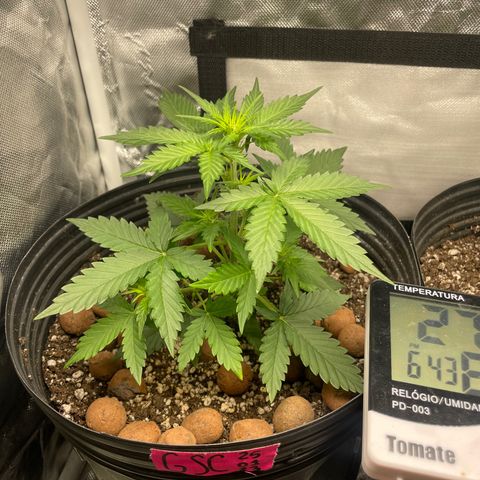 GSC01 Maria growlog timeline photo