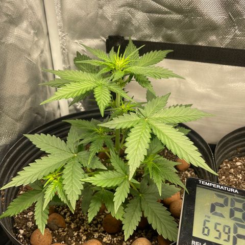 GSC01 Maria growlog timeline photo