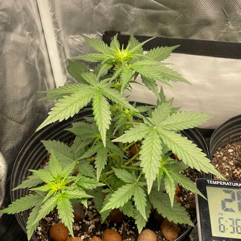 GSC01 Maria growlog timeline photo