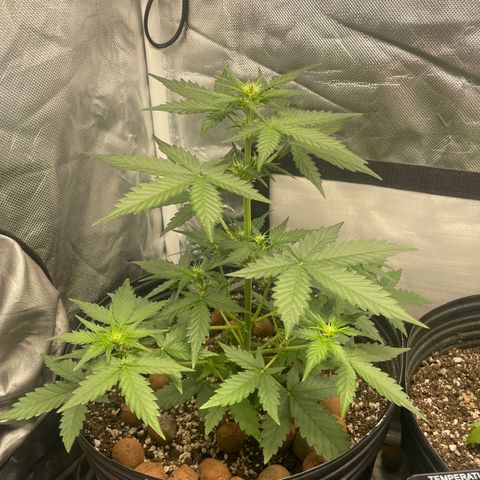 GSC01 Maria growlog timeline photo