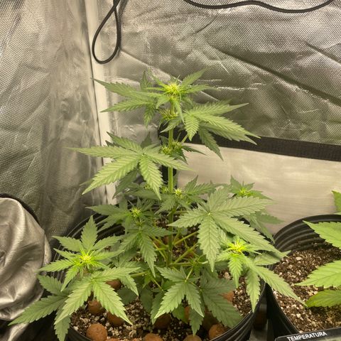GSC01 Maria growlog timeline photo