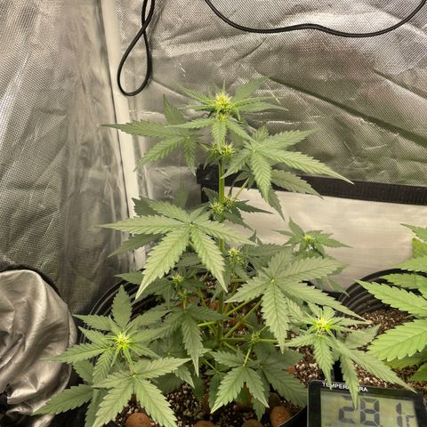 GSC01 Maria growlog timeline photo