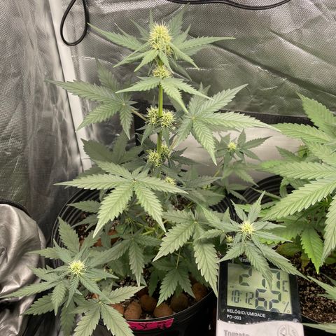 GSC01 Maria growlog timeline photo
