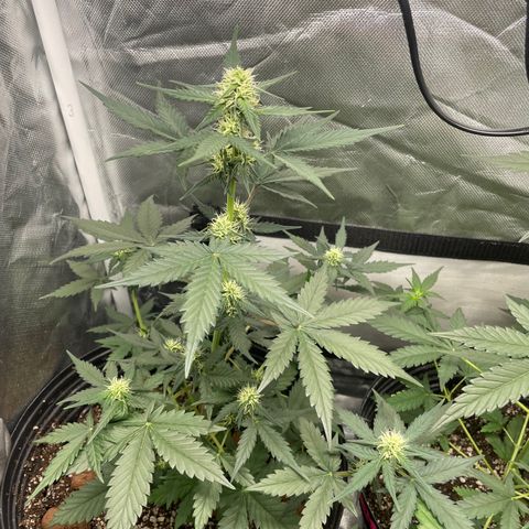 GSC01 Maria growlog timeline photo
