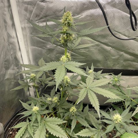 GSC01 Maria growlog timeline photo