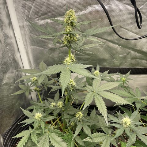 GSC01 Maria growlog timeline photo