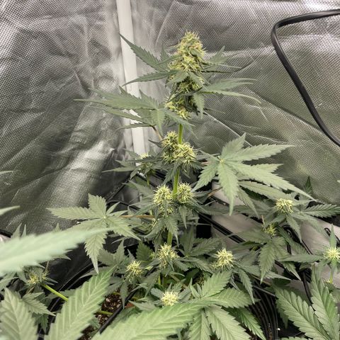 GSC01 Maria growlog timeline photo