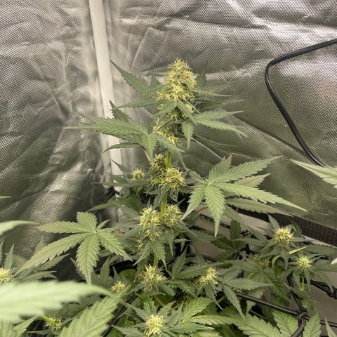 GSC01 Maria growlog timeline photo