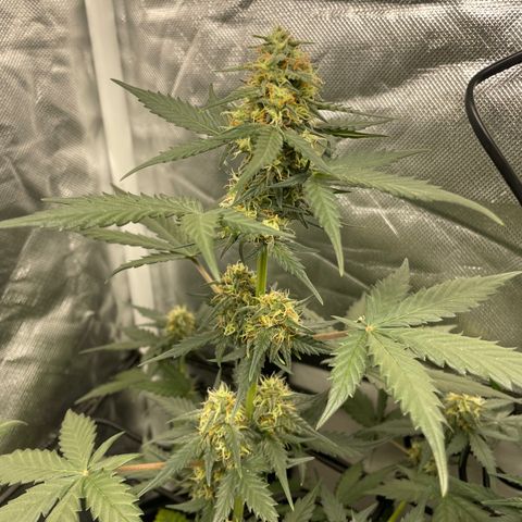 GSC01 Maria growlog timeline photo