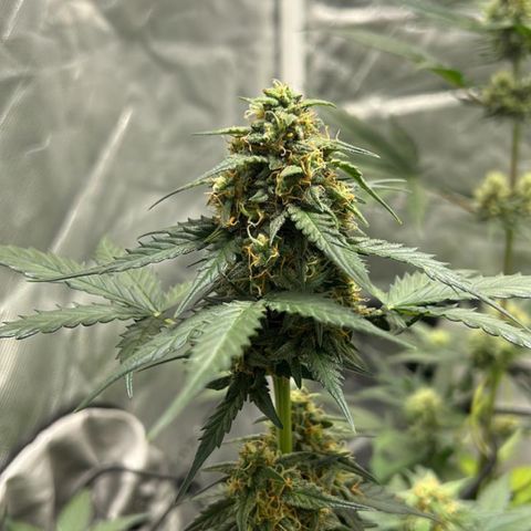GSC01 Maria growlog timeline photo