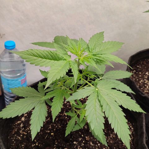 Quick One Automatic growlog timeline photo