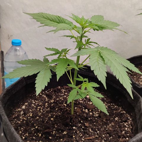 Quick One Automatic growlog timeline photo