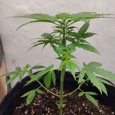 Quick One Automatic growlog photo: Poda desfolhamento