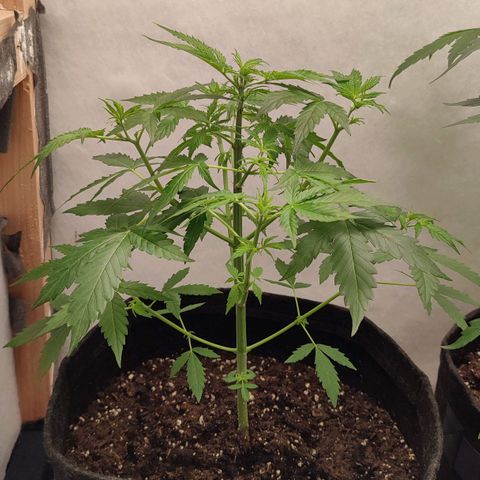 Quick One Automatic growlog timeline photo